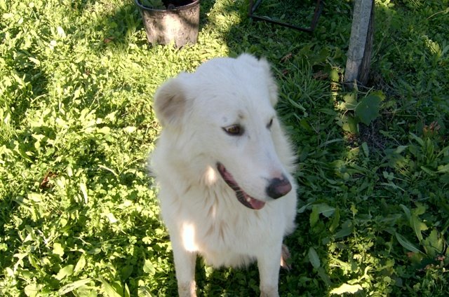 cani.jpg