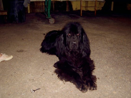cani12.jpg