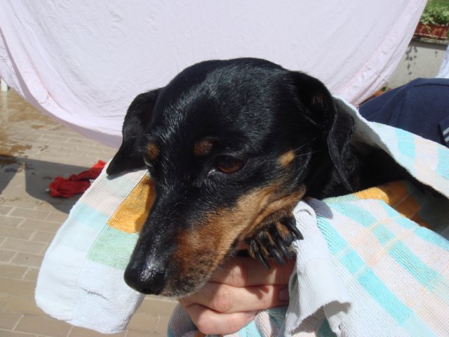 cani14.jpg