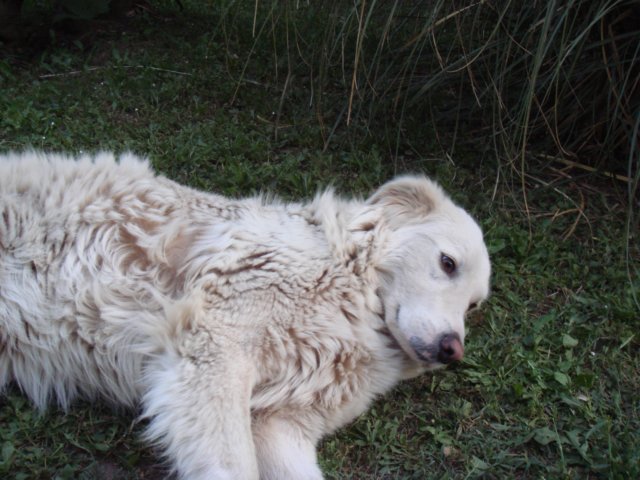 cani26.jpg