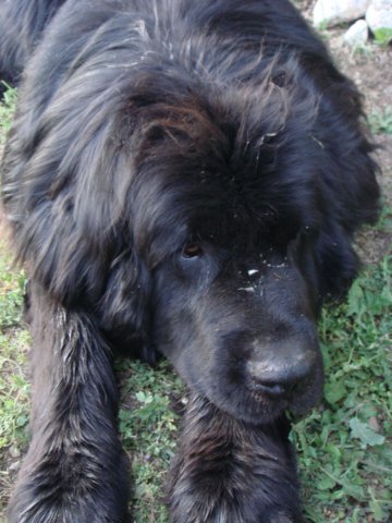 cani30.jpg