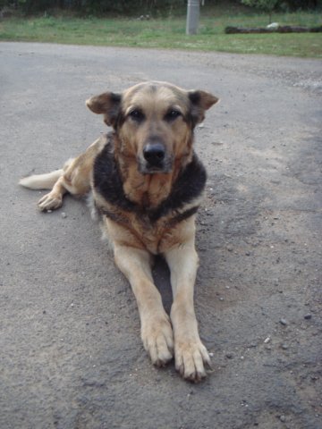 cani35.jpg