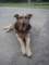 cani35_small.jpg