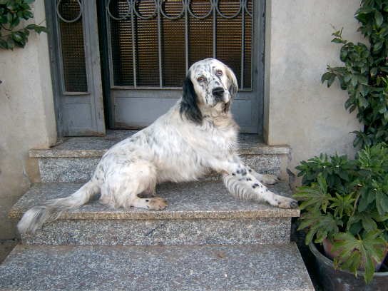 cani7.jpg