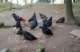 galline_small.jpg
