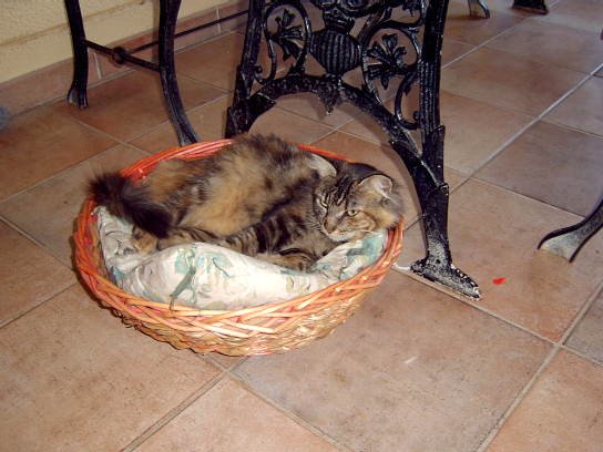 gatti.jpg