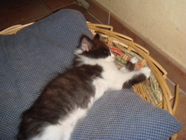 gatti16.jpg