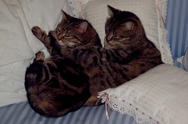 gatti2.jpg