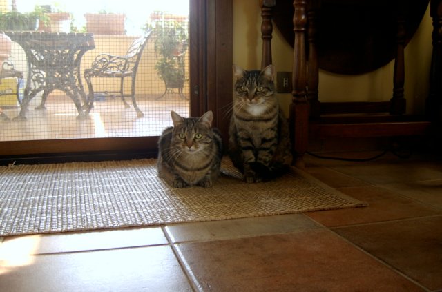 gatti21.jpg