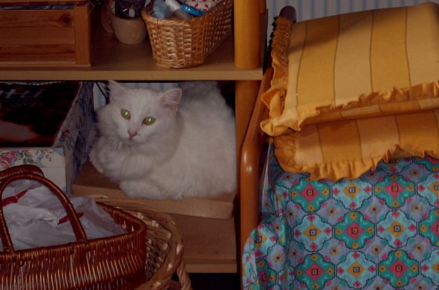 gatti22.jpg