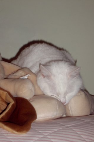 gatti29.jpg