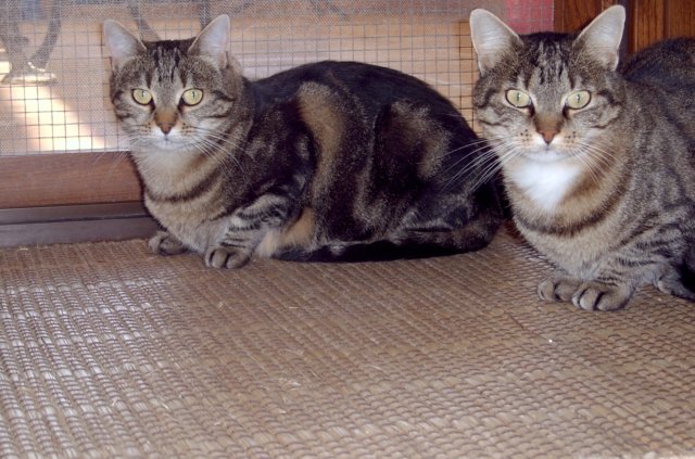 gatti30.jpg
