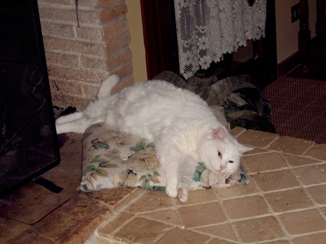 gatti35.jpg