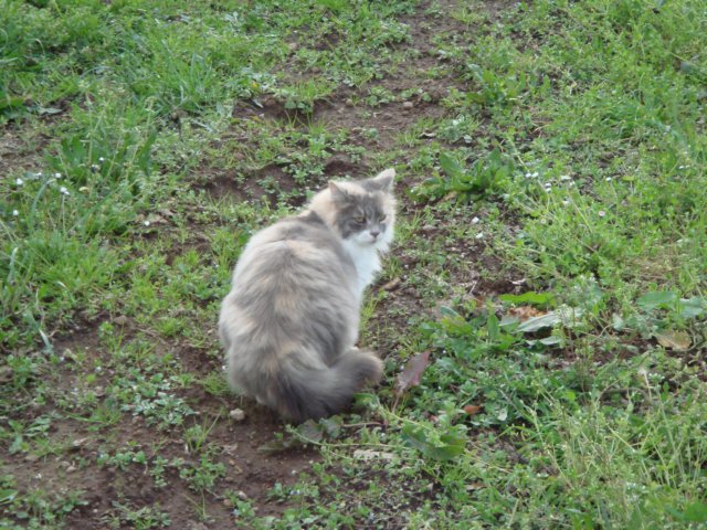 gatti40.jpg