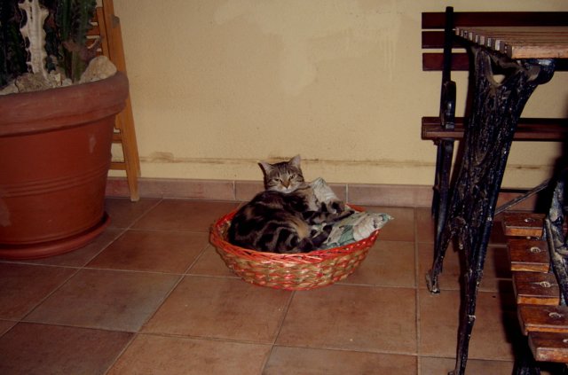 gatti5.jpg