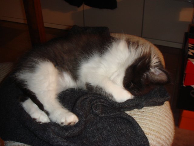 gatti50.jpg