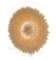 biodinamica12_small.jpg