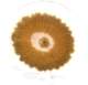 biodinamica13_small.jpg