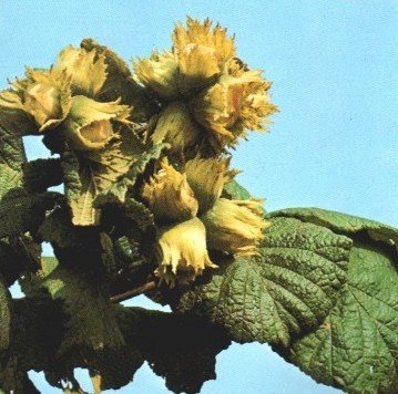 nocciole2.jpg