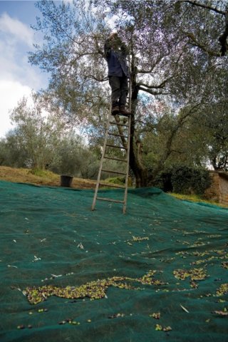 olive3.jpg