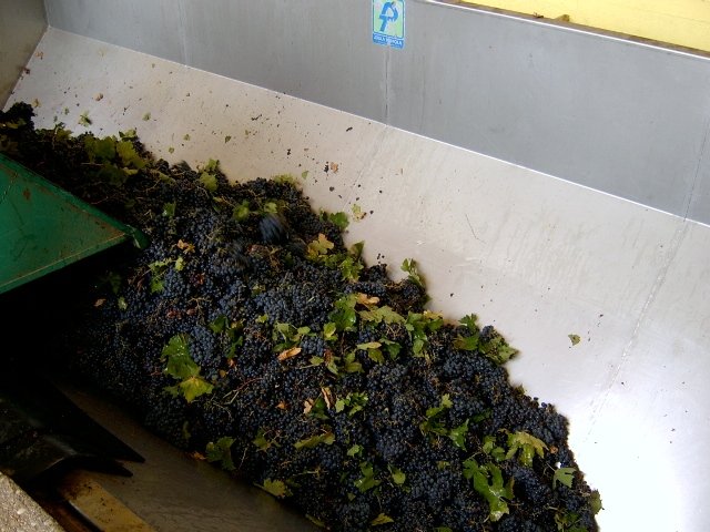 vino20.jpg