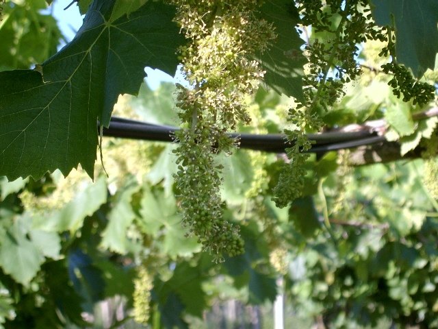 vino22.jpg