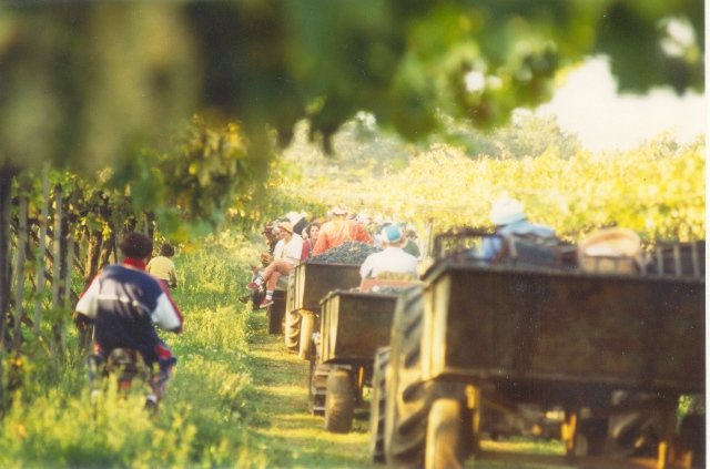 vino5.jpg